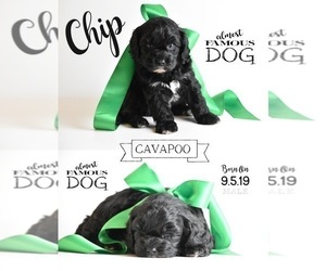 Cavapoo Puppy for sale in SPRING BRANCH, TX, USA