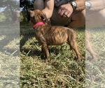 Small Photo #10 Boxer Puppy For Sale in SCOBEY, MS, USA
