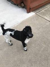 Poodle (Standard) Puppy for sale in WESTLAND, MI, USA