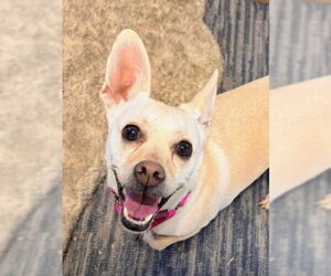 Chihuahua Dogs for adoption in Derwood, MD, USA