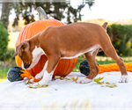 Small Photo #35 Boxer Puppy For Sale in WAKARUSA, IN, USA