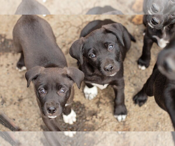 Medium Photo #2 Border Collie-Unknown Mix Puppy For Sale in Landenberg, PA, USA