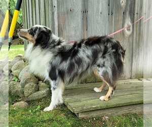 Miniature Australian Shepherd Puppy for sale in HOLTON, MI, USA