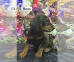 Small #4 Doberman Pinscher