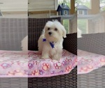 Small Photo #19 Maltese Puppy For Sale in RALEIGH, NC, USA