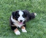 Small #2 Miniature Australian Shepherd