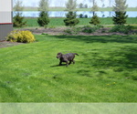 Puppy Zayden Labrador Retriever