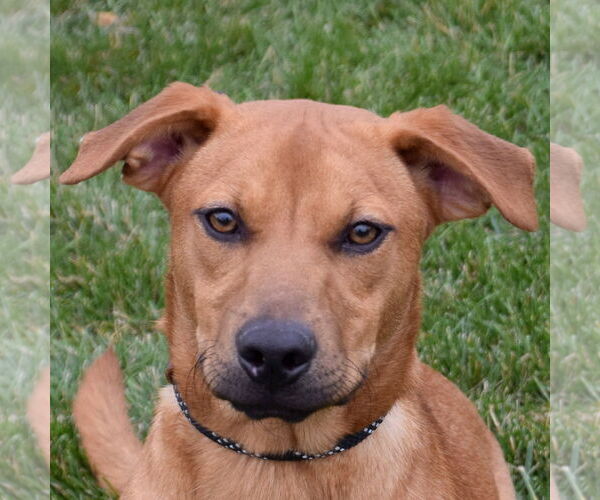 Medium Photo #1 Labrador Retriever-Red Heeler Mix Puppy For Sale in Huntley, IL, USA