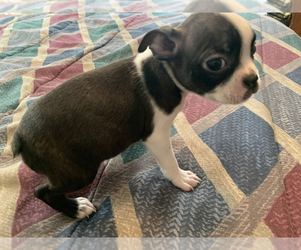 Medium Photo #1 Boston Terrier Puppy For Sale in PINK HILL, NC, USA
