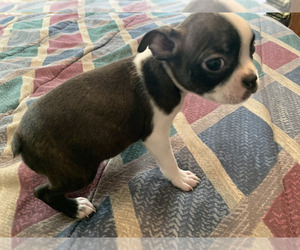 Boston Terrier Puppy for sale in PINK HILL, NC, USA
