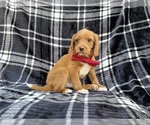 Small #1 Beagle-Labradoodle Mix