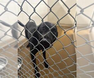 Labrador Retriever-Unknown Mix Dogs for adoption in Anchorage, AK, USA