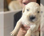 Small #6 Golden Retriever