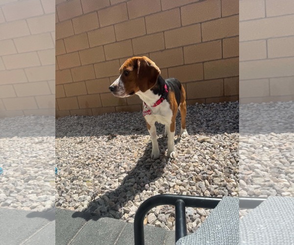 Medium Photo #6 Beagle Puppy For Sale in Las Vegas, NV, USA