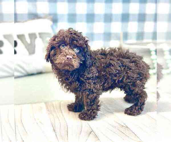 Medium Photo #2 Poodle (Miniature) Puppy For Sale in MARIETTA, GA, USA