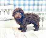 Small Photo #2 Poodle (Miniature) Puppy For Sale in MARIETTA, GA, USA