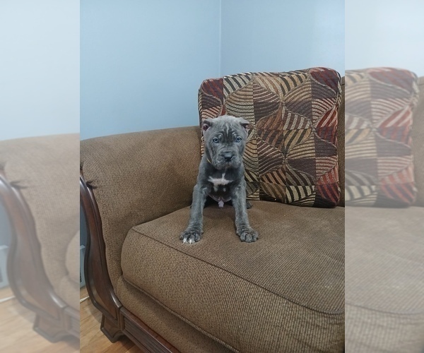 Medium Photo #3 Cane Corso Puppy For Sale in DETROIT, MI, USA