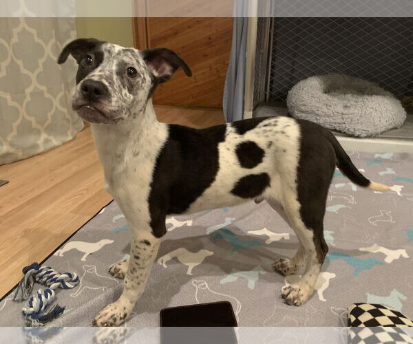 Medium Photo #4 Mountain Cur-Unknown Mix Puppy For Sale in Rockaway, NJ, USA