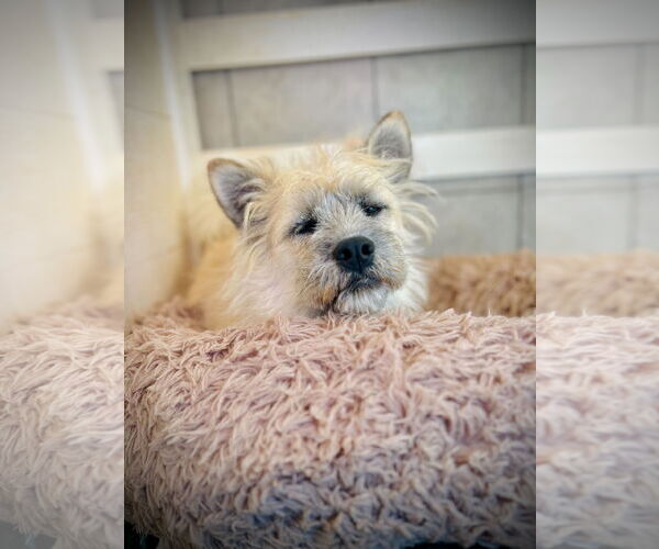 Medium Photo #1 Mutt Puppy For Sale in Pacolet, SC, USA