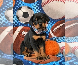 Rottweiler Puppy for sale in CHRISTIANA, PA, USA