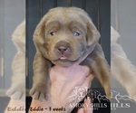 Small Photo #59 Labrador Retriever Puppy For Sale in POCAHONTAS, IL, USA