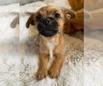 Small Photo #4 Mutt Puppy For Sale in Escondido, CA, USA