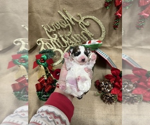 Bichpoo Puppy for sale in ROSEMEAD, CA, USA