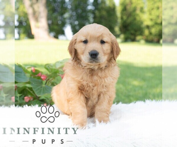 Medium Photo #3 Golden Retriever Puppy For Sale in NEWPORT, PA, USA