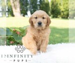 Small #2 Golden Retriever