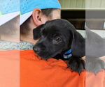 Small #6 Mutt