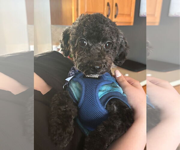 Medium Photo #1 Poodle (Toy) Puppy For Sale in St. Louis Park, MN, USA