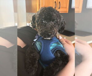 Poodle (Toy) Dogs for adoption in St. Louis Park, MN, USA