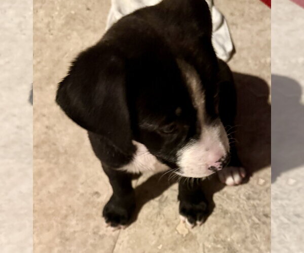 Medium Photo #2 Labrador Retriever Puppy For Sale in Boca Raton, FL, USA