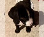 Small #1 Labrador Retriever