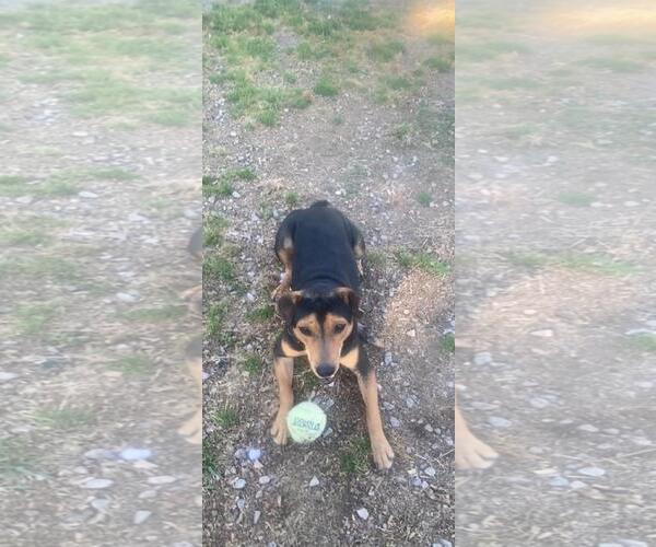 Medium Photo #4 Mutt Puppy For Sale in Holly Springs, NC, USA