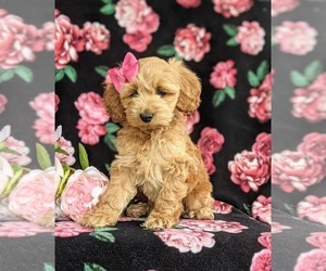 Cockapoo-Poodle (Miniature) Mix Puppy for sale in NEW HOLLAND, PA, USA