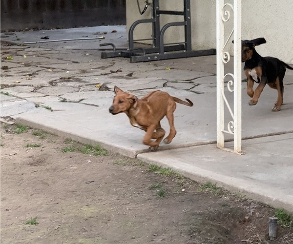 Medium Photo #8 Labrador Retriever-Rhodesian Ridgeback Mix Puppy For Sale in FRESNO, CA, USA
