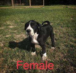 Great Dane Puppy for sale in MAURICE, LA, USA