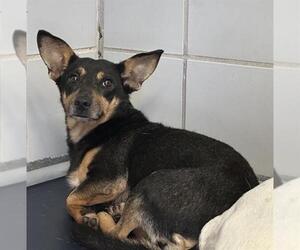 Chihuahua-Unknown Mix Dogs for adoption in San Antonio, TX, USA