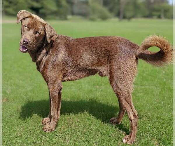 Medium Photo #3 Labrador Retriever-Unknown Mix Puppy For Sale in Talladega, AL, USA