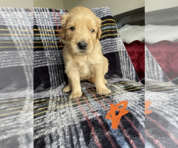 Medium Photo #1 Golden Retriever Puppy For Sale in HERMISTON, OR, USA