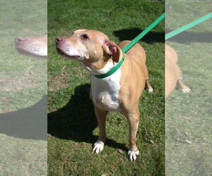 Nikki Minaj - Female American Pit Bull Terrier Dog for Adoption - Photo #3