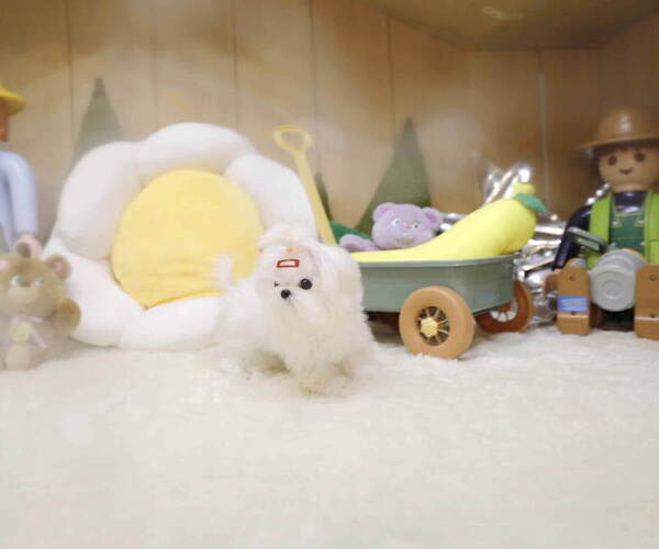 Medium Photo #4 Maltese Puppy For Sale in Seoul, Seoul, Korea, South