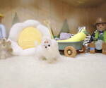 Small Photo #4 Maltese Puppy For Sale in Seoul, Seoul, Korea, South