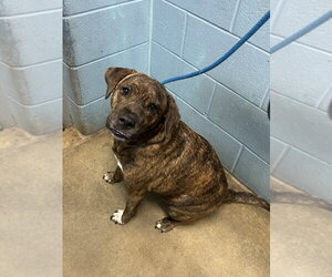 Boxer-Unknown Mix Dogs for adoption in Evansville, IN, USA