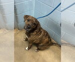 Chi Chi - Female Boxer-Unknown Mix Dog for Adoption - Small photo