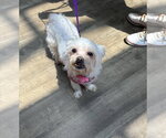 Small #3 Maltese Mix