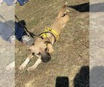 Small Photo #8 Black Mouth Cur-Unknown Mix Puppy For Sale in Munford, TN, USA