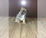 Small Photo #3 Shih Tzu Puppy For Sale in LAPEER, MI, USA