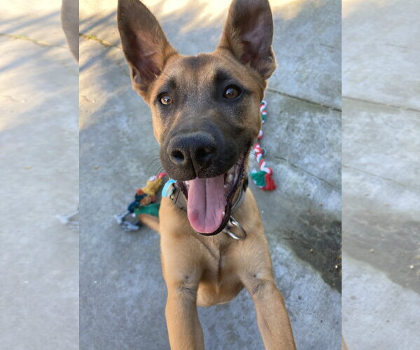 Medium Photo #4 Mutt Puppy For Sale in San Diego, CA, USA